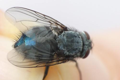 Calliphora vicina